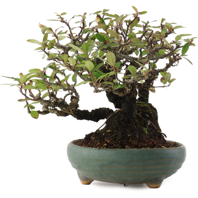 Pyracantha, 18,5 cm, ± 20 jaar oud