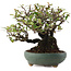 Pyracantha, 18,5 cm, ± 20 ans