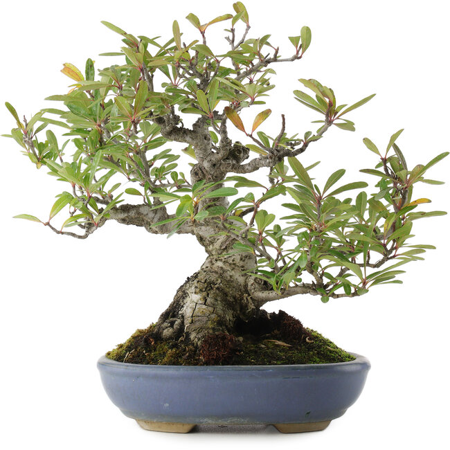 Pyracantha, 24 cm, ± 20 ans