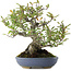 Pyracantha, 24 cm, ± 20 ans
