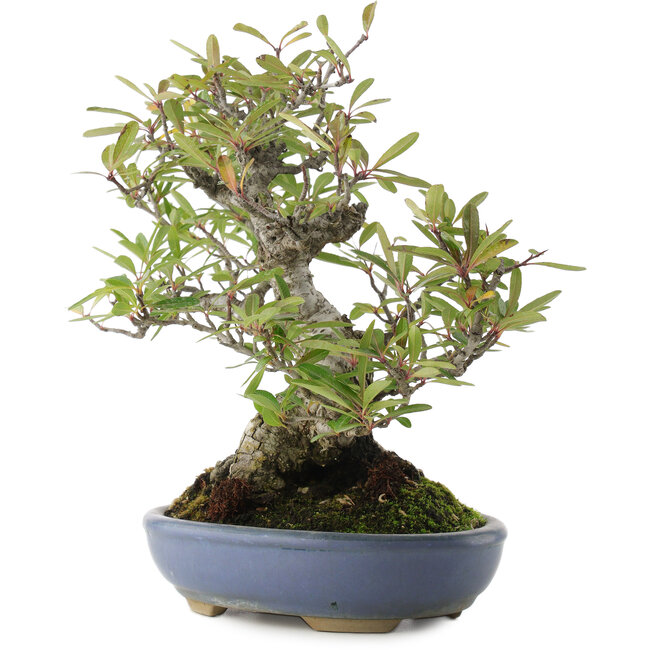Pyracantha, 24 cm, ± 20 ans