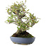 Pyracantha, 24 cm, ± 20 years old