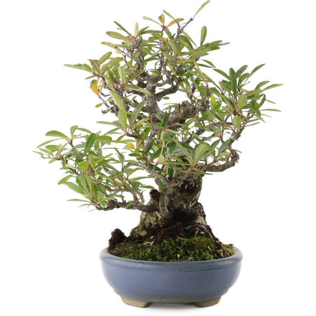 Pyracantha, 24 cm, ± 20 anni