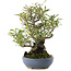 Pyracantha, 24 cm, ± 20 jaar oud