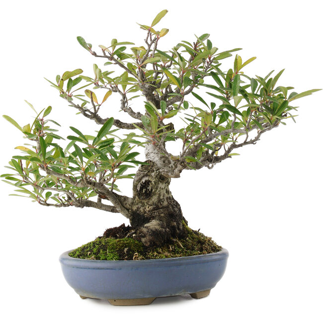 Feuerdorn, 24 cm, ± 20 Jahre alt