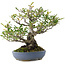 Pyracantha, 24 cm, ± 20 ans