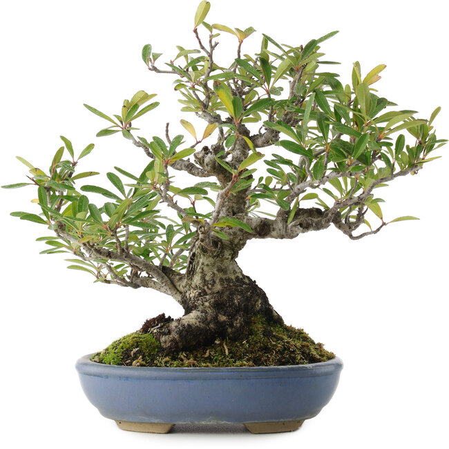 Feuerdorn, 24 cm, ± 20 Jahre alt