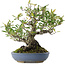 Pyracantha, 24 cm, ± 20 ans