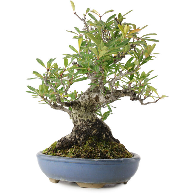 Pyracantha, 24 cm, ± 20 anni