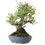 Pyracantha, 24 cm, ± 20 jaar oud