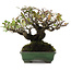 Pyracantha, 16,5 cm, ± 20 ans, dans un pot japonais fait main par Yamafusa