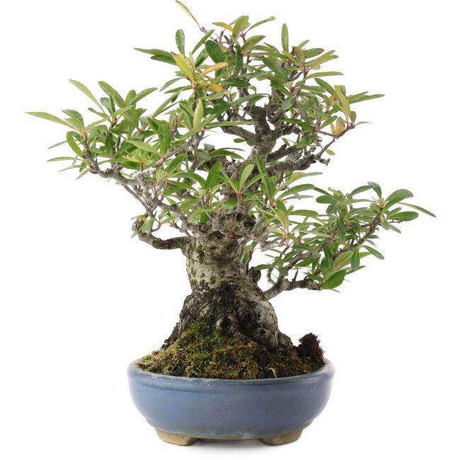 Pyracantha, 24 cm, ± 20 ans
