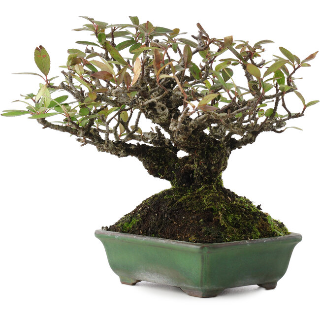 Pyracantha, 16,5 cm, ± 20 jaar oud, in een handgemaakte Japanse pot van Yamafusa