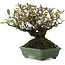 Pyracantha, 16,5 cm, ± 20 ans, dans un pot japonais fait main par Yamafusa