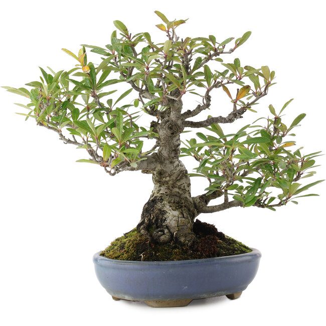 Pyracanta, 24 cm, ± 20 años