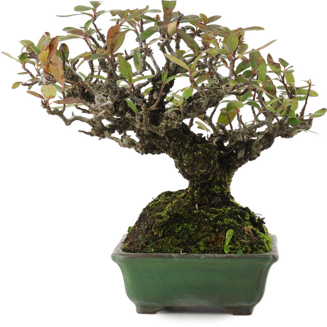 Pyracantha, 16,5 cm, ± 20 years old, in a handmade Japanese pot by Yamafusa