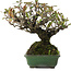 Pyracantha, 16,5 cm, ± 20 ans, dans un pot japonais fait main par Yamafusa