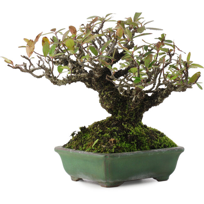 Pyracantha, 16,5 cm, ± 20 años, en maceta japonesa hecha a mano por Yamafusa
