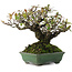 Pyracantha, 16,5 cm, ± 20 ans, dans un pot japonais fait main par Yamafusa