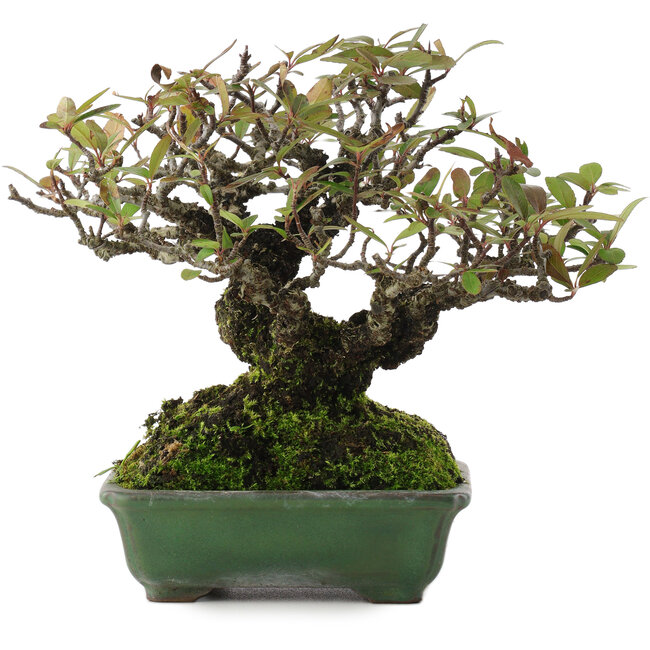 Pyracantha, 16,5 cm, ± 20 ans, dans un pot japonais fait main par Yamafusa
