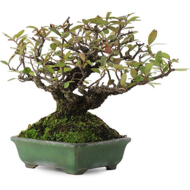 Pyracantha, 16,5 cm, ± 20 anni, in un vaso giapponese fatto a mano da Yamafusa