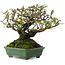 Pyracantha, 16,5 cm, ± 20 ans, dans un pot japonais fait main par Yamafusa
