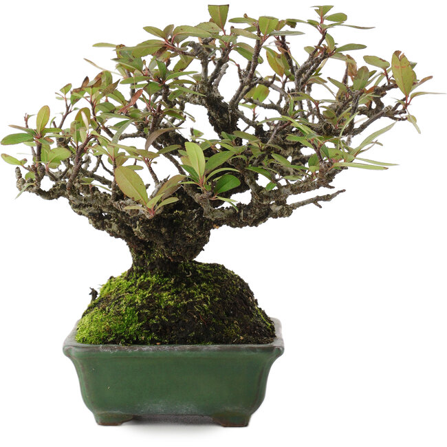 Pyracantha, 16,5 cm, ± 20 anni, in un vaso giapponese fatto a mano da Yamafusa