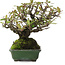 Pyracantha, 16,5 cm, ± 20 ans, dans un pot japonais fait main par Yamafusa
