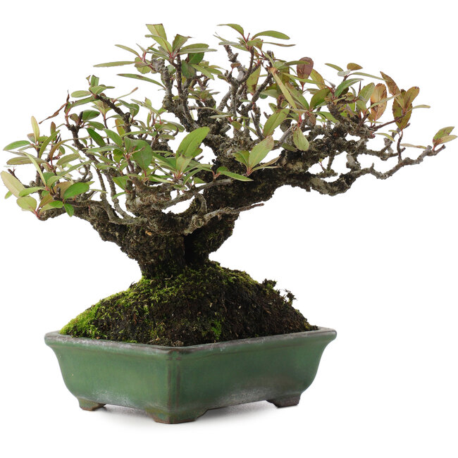 Pyracantha, 16,5 cm, ± 20 years old, in a handmade Japanese pot by Yamafusa