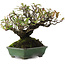 Pyracantha, 16,5 cm, ± 20 ans, dans un pot japonais fait main par Yamafusa