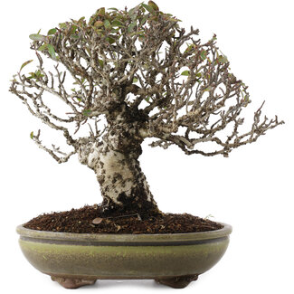 Pyracantha, 22 cm, ± 20 jaar oud