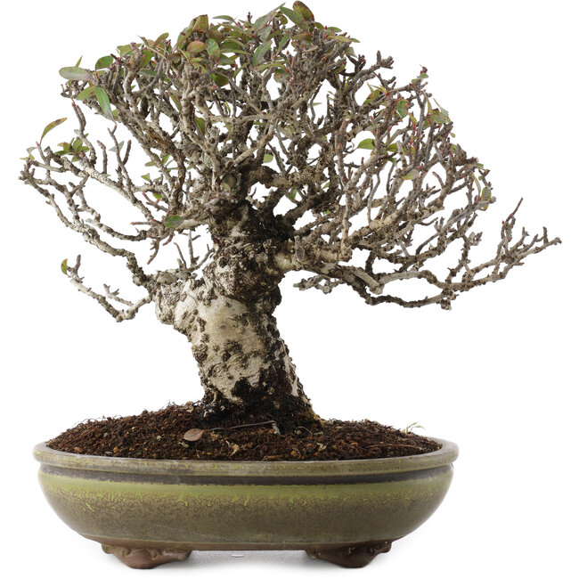 Pyracantha, 22 cm, ± 20 ans