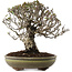 Pyracantha, 22 cm, ± 20 ans