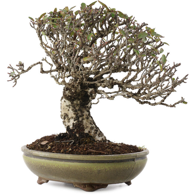 Pyracantha, 22 cm, ± 20 años