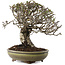Pyracantha, 22 cm, ± 20 ans
