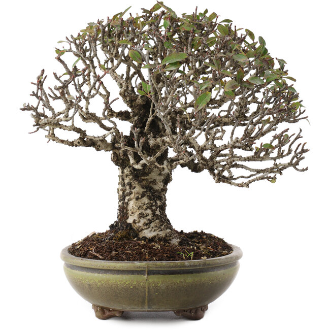 Pyracantha, 22 cm, ± 20 ans