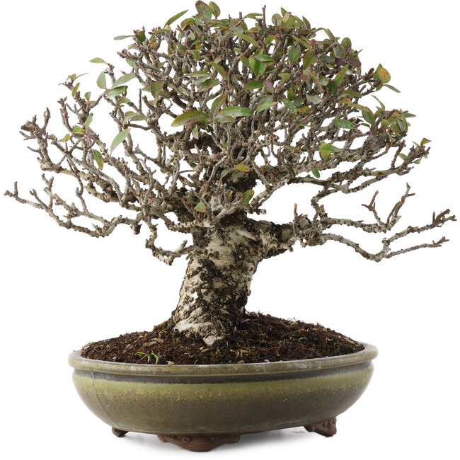 Pyracantha, 22 cm, ± 20 jaar oud