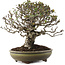 Pyracantha, 22 cm, ± 20 ans