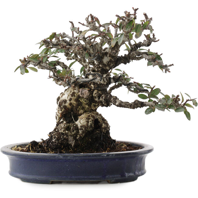 Feuerdorn, 19 cm, ± 40 Jahre alt