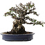 Pyracantha, 19 cm, ± 40 ans