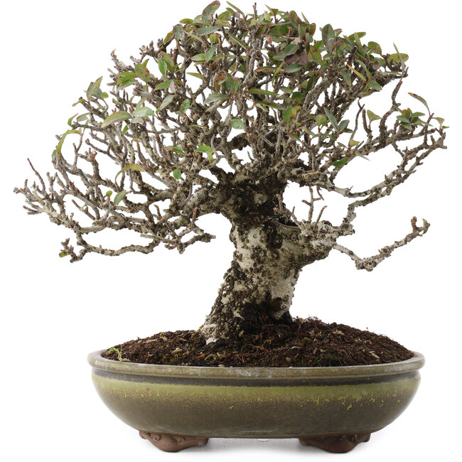 Pyracantha, 22 cm, ± 20 años