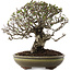 Pyracantha, 22 cm, ± 20 ans