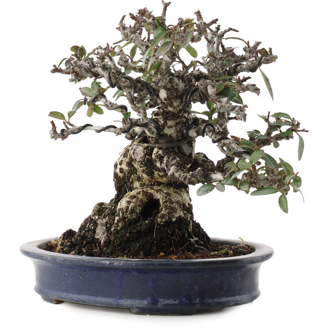 Pyracantha, 19 cm, ± 40 anni