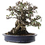 Pyracantha, 19 cm, ± 40 ans