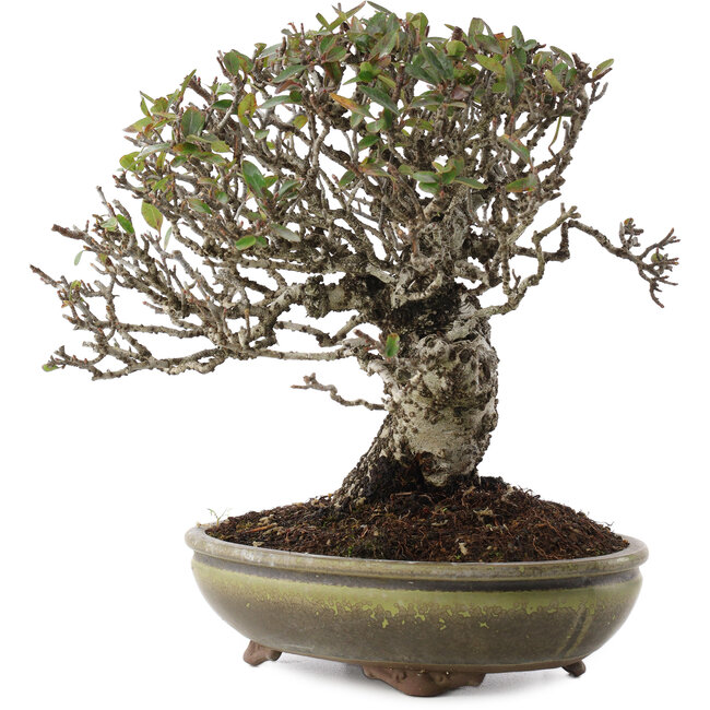 Pyracantha, 22 cm, ± 20 jaar oud