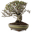 Pyracantha, 22 cm, ± 20 ans