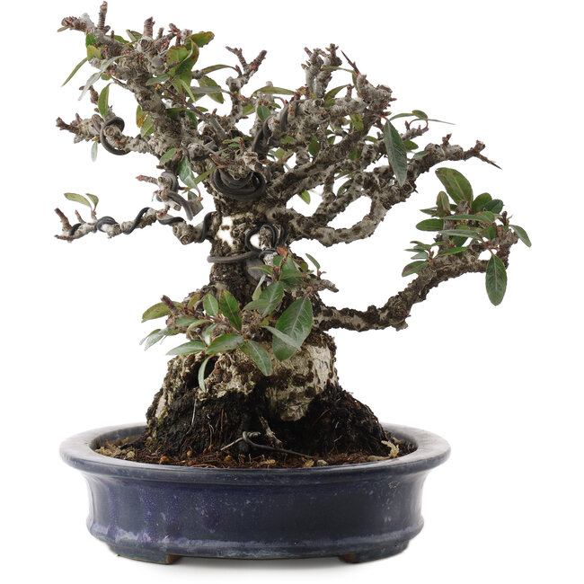 Pyracantha, 19 cm, ± 40 ans
