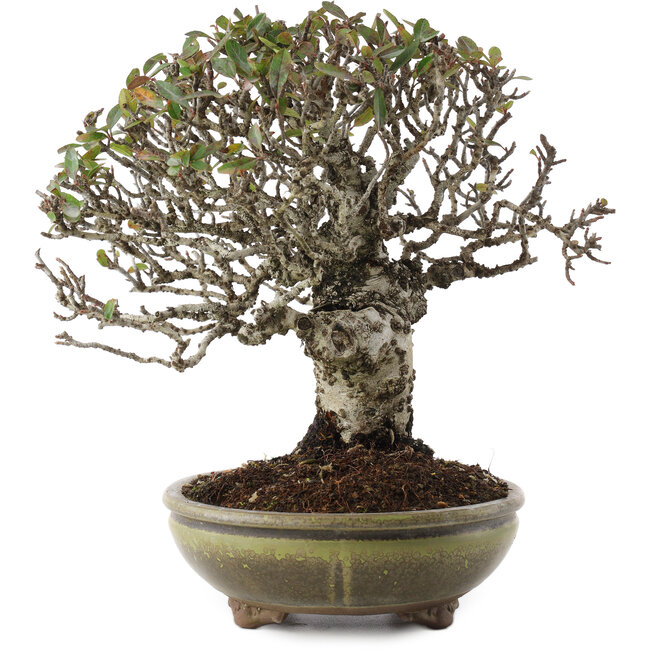 Pyracantha, 22 cm, ± 20 anni