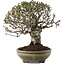Pyracantha, 22 cm, ± 20 ans