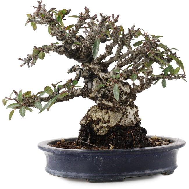 Feuerdorn, 19 cm, ± 40 Jahre alt